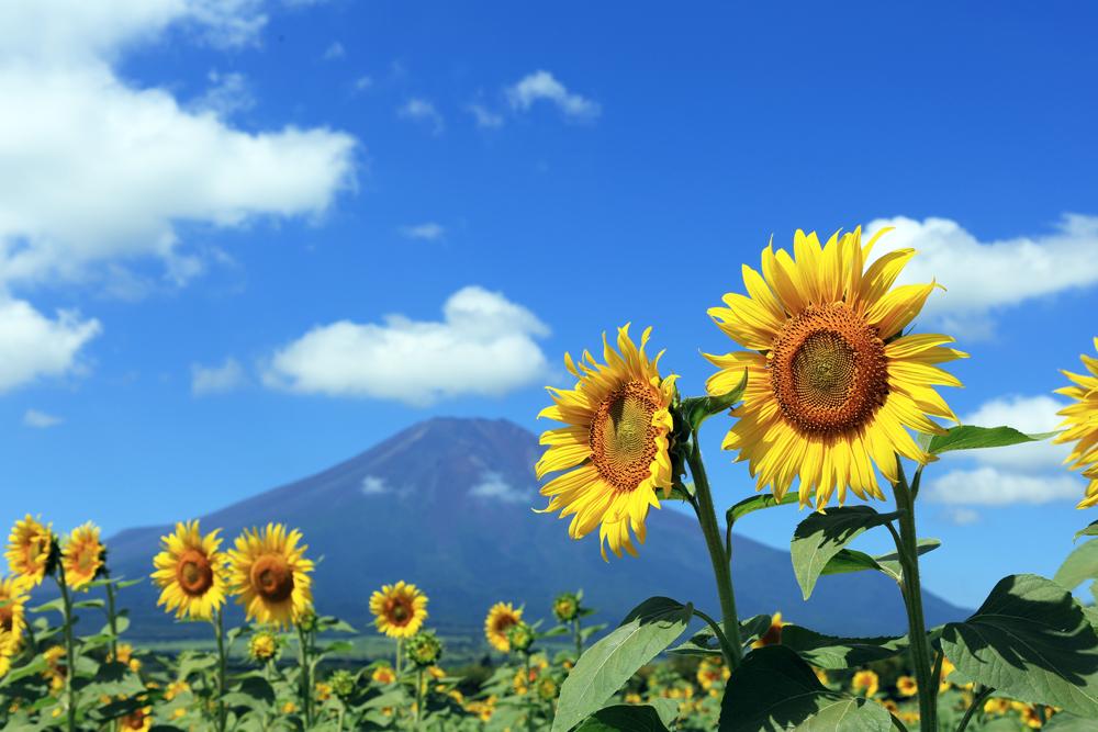 夏休みにおすすめ！富士山周辺の楽しみ方ガイド