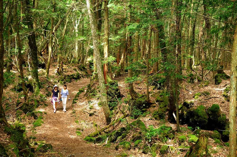 手ぶらで一泊二日富士山キャンプ体験！「キャンプあかいけ」アウトドア体験編(2)樹海・原始林のプチトレッキング