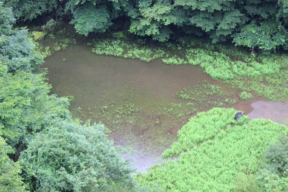 赤池とは？富士五湖のそばにある神秘的な湖を紹介！