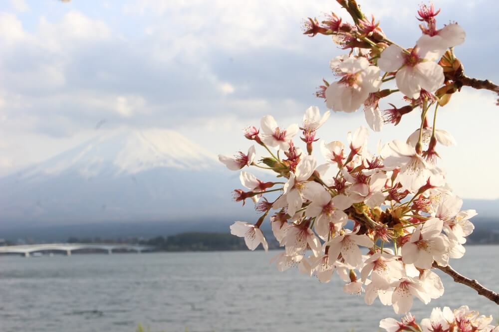 サクラ咲け！富士山周辺桜開花状況！【河口湖編　パート2】