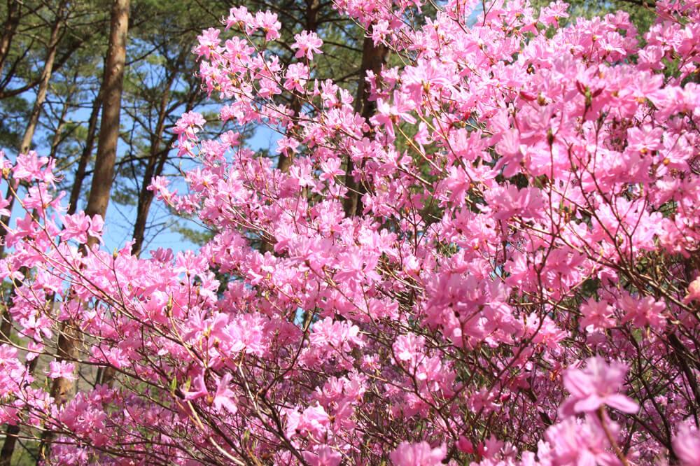 道の駅で休憩がてらお花見できる！？富士山の麓に咲くミツバツツジ群！