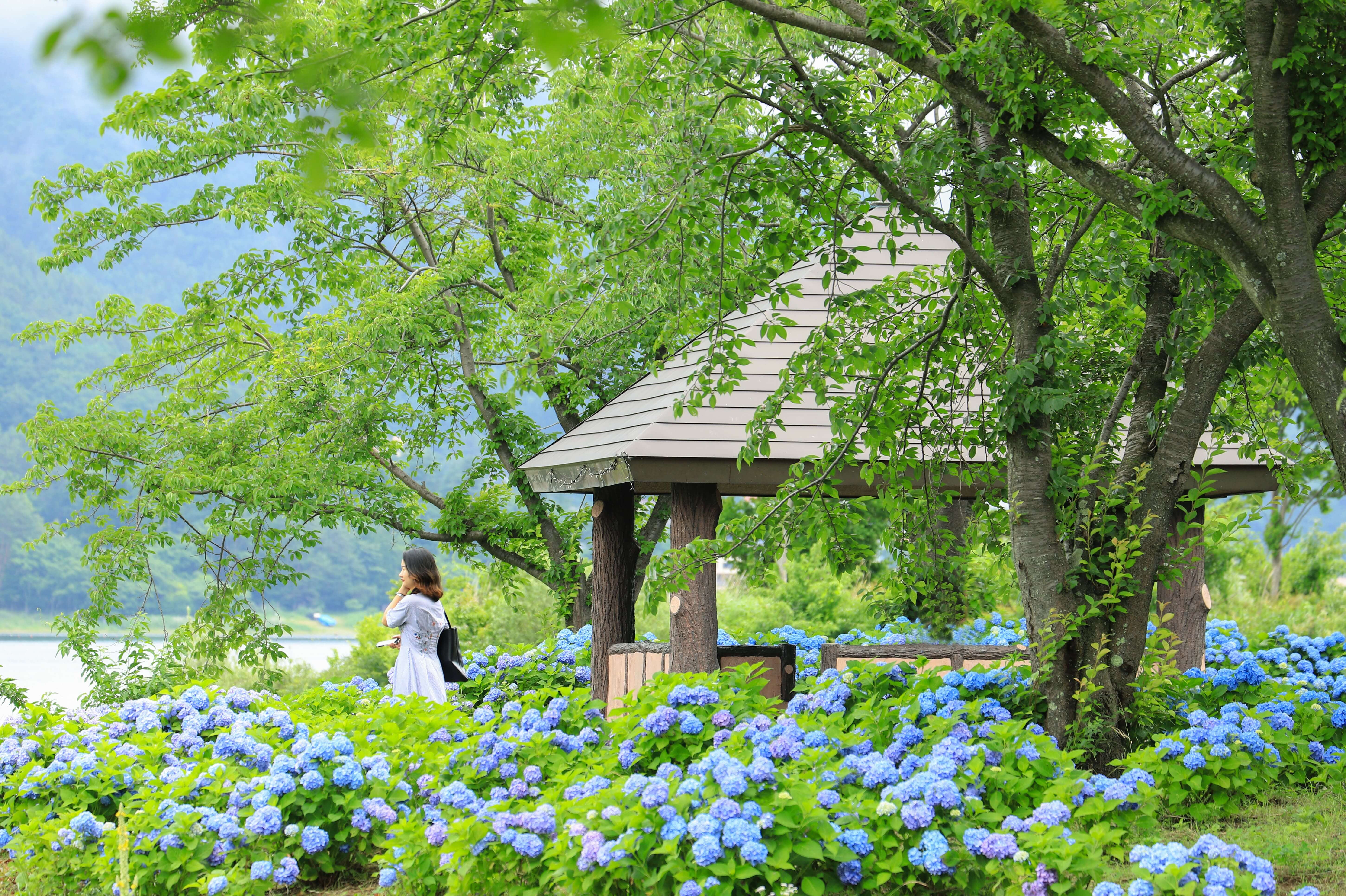 ラベンダー以外にも見頃の花が！河口湖アジサイスポット紹介！