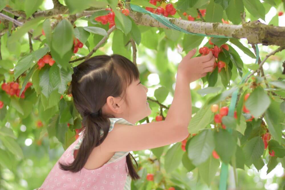 河口湖でフルーツ狩りを楽しもう！人気フルーツの収穫時期は？