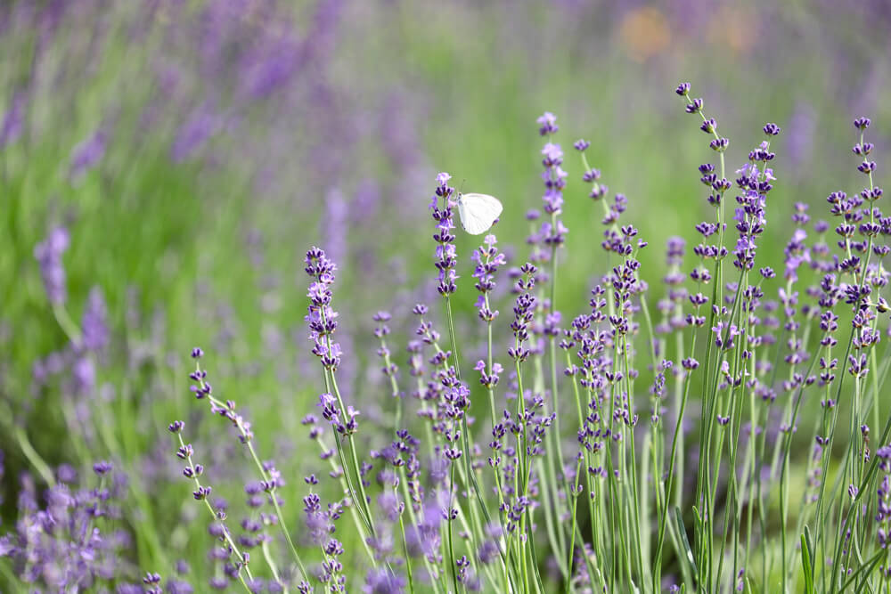 河口湖のラベンダー　見頃時期やイベント情報を紹介！