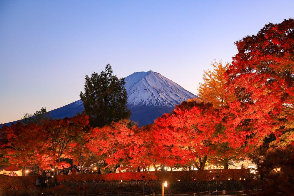 河口湖で紅葉がライトアップ!夜の紅葉狩りを楽しもう