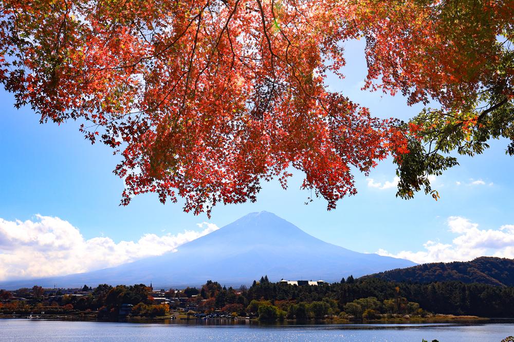 河口湖の紅葉 見頃時期や色づき状況を紹介【2024年最新版】
