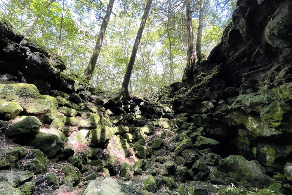 富士山の樹海の魅力とは?魅力や楽しみ方と注意点
