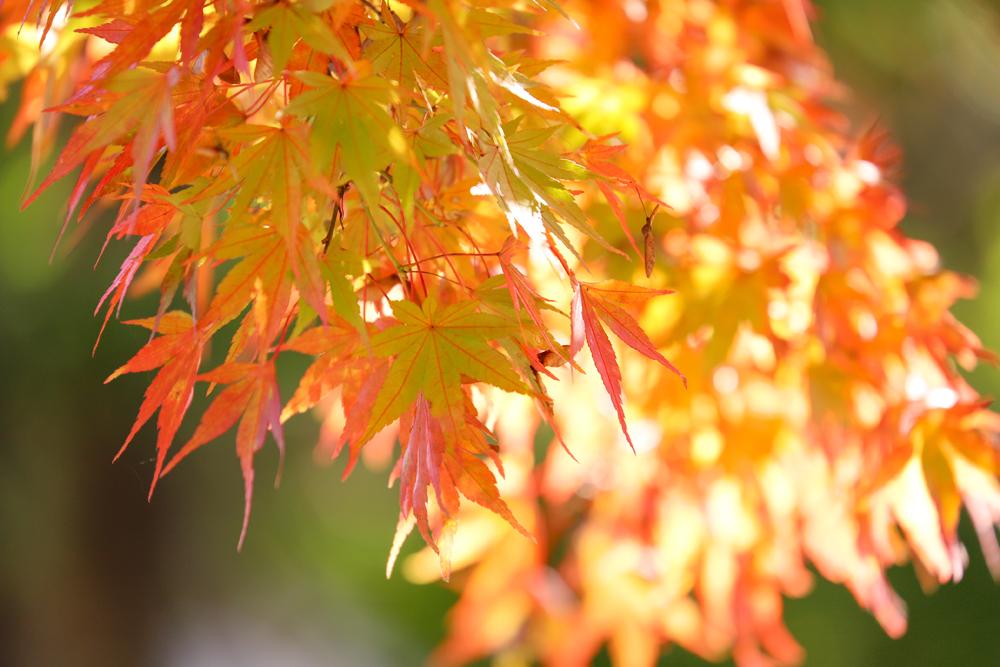 河口湖の「もみじトンネル」見どころを徹底解説!SNS映えする紅葉の名所