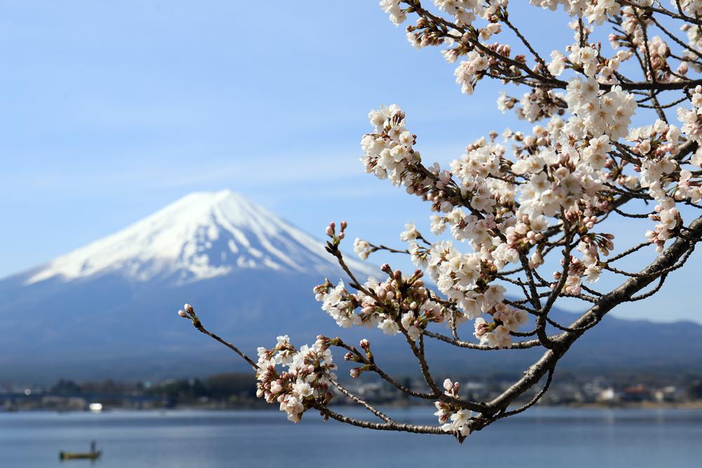 富士山と桜の絶景を満喫!山梨の桜の名所を紹介