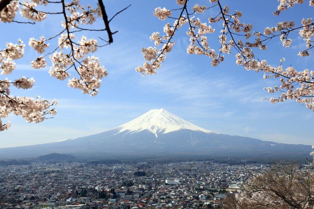 富士吉田の桜の開花時期は?自然が織りなす景色を満喫しよう